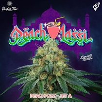 Peach Lassi Regular (Perfect tree seeds) Cannabis Seeds