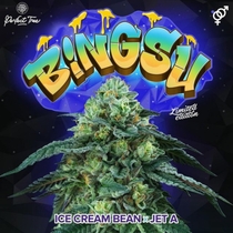 Bingsu Regular (Perfect tree seeds) Cannabis Seeds