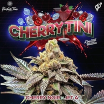Cherry Tini Regular (Perfect tree seeds) Cannabis Seeds