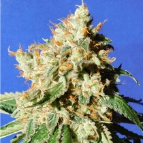 Blueberry Cookies Auto (Original Sensible Seeds) Cannabis Seeds