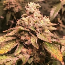 Money Gun (Cannarado Genetics) Cannabis Seeds