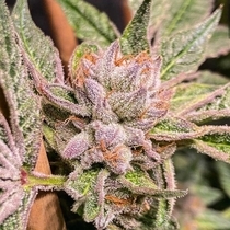 Gushers OG (Cannarado Genetics) Cannabis Seeds
