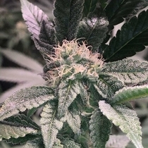 Tenacious Female (Cannarado Genetics) Cannabis Seeds