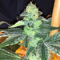 Watermelon Gushers (Cannarado Genetics) Cannabis Seeds