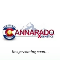 Gushcanna Female (Cannarado Genetics) Cannabis Seeds