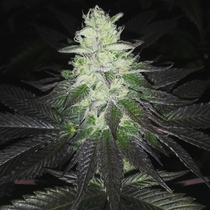 Super Zolider Serum (Dark Horse Genetics Seeds) Cannabis Seeds
