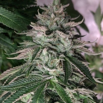 Element-Z (Dark Horse Genetics Seeds) Cannabis Seeds