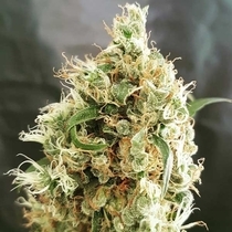 White Goblin (Freedom Of Seeds) Cannabis Seeds