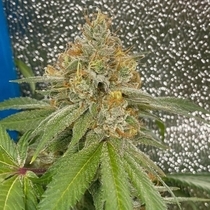 Space Ztone (Dark Horse Genetics Seeds) Cannabis Seeds