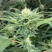 Time Ztone (Dark Horse Genetics Seeds) Cannabis Seeds