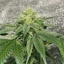 Reality Ztone (Dark Horse Genetics Seeds) Cannabis Seeds