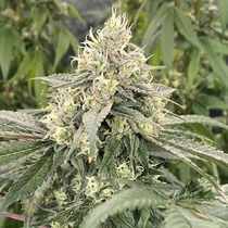 Mind Ztone (Dark Horse Genetics Seeds) Cannabis Seeds