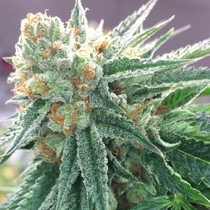 Symbiote (Dark Horse Genetics Seeds) Cannabis Seeds