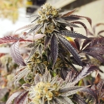 Sagerbloom Haze F2 (Dark Horse Genetics Seeds) Cannabis Seeds