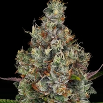 Rainbow Road Feminised (Paradise Seeds) Cannabis Seeds