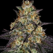 El Dorado Feminised (Paradise Seeds) Cannabis Seeds