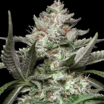 Chong's Choice - Auto Kong 4 (Paradise Seeds) Cannabis Seeds