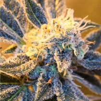 Kaboom (TGA Subcool Seeds) Cannabis Seeds