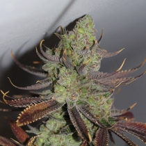 Conspiracy Kush (TGA Subcool Seeds) Cannabis Seeds