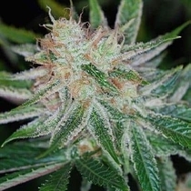 Pandora’s Box (TGA Subcool Seeds) Cannabis Seeds