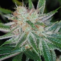 Pandoras Box (TGA Subcool Seeds) Cannabis Seeds