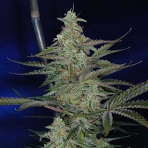 The Third Dimension (TGA Subcool Seeds) Cannabis Seeds