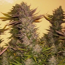 Cheesequake (TGA Subcool Seeds) Cannabis Seeds