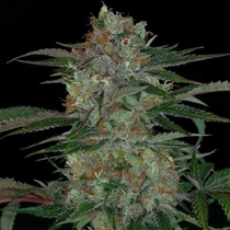 Qush (TGA Subcool Seeds) Cannabis Seeds