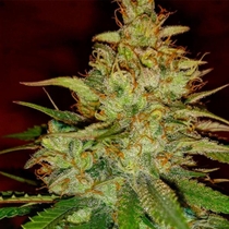 Strelka (TGA Subcool Seeds) Cannabis Seeds