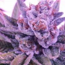 Lord Licorice (TGA Subcool Seeds) Cannabis Seeds