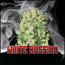 White Russian Feminised (Discreet Seeds) Cannabis Seeds