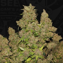 M.O.B Feminised (TH Seeds) Cannabis Seeds