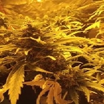 Dieseldawg Auto Feminised (Discreet Seeds) Cannabis Seeds