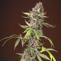 Red Mandarine F1 Fast Version (Sweet Seeds) Cannabis Seeds