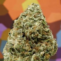 Lemon Hammer Regular (Massive Creations Seeds) Cannabis Seeds