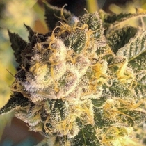 OZ#6 Regular (Massive Creations Seeds) Cannabis Seeds