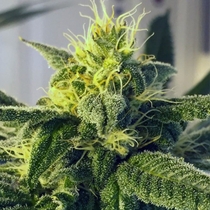 Dos Santos Regular (Massive Creations Seeds) Cannabis Seeds