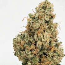 4 Kings Regular (Massive Creations Seeds) Cannabis Seeds