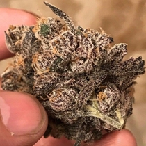 Muffin Limburger Regular (Massive Creations Seeds) Cannabis Seeds