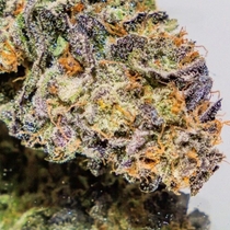 Cherry Impossible Regular  (Massive Creations Seeds) Cannabis Seeds