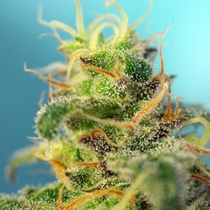 Cream Caramel CBD (Sweet Seeds) Cannabis Seeds