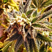 Cherry Bakewell Feminised (Holy Smoke Seeds) Cannabis Seeds