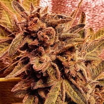 Rawkus Runtz Feminised (Holy Smoke Seeds) Cannabis Seeds