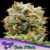 Bola Mintz Feminised (Anesia Seeds) Cannabis Seeds