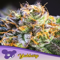 Yuhbary Feminised (Anesia Seeds) Cannabis Seeds