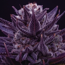 Imperium X Feminised (Anesia Seeds) Cannabis Seeds