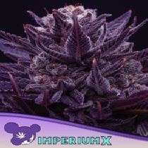 Imperium X Feminised (Anesia Seeds) Cannabis Seeds