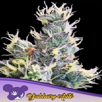 Yuhbary Auto Feminised (Anesia Seeds) Cannabis Seeds