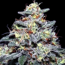 Hyper Glue Feminised (Anesia Seeds) Cannabis Seeds