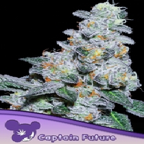 Captain Future Feminised (Anesia Seeds) Cannabis Seeds